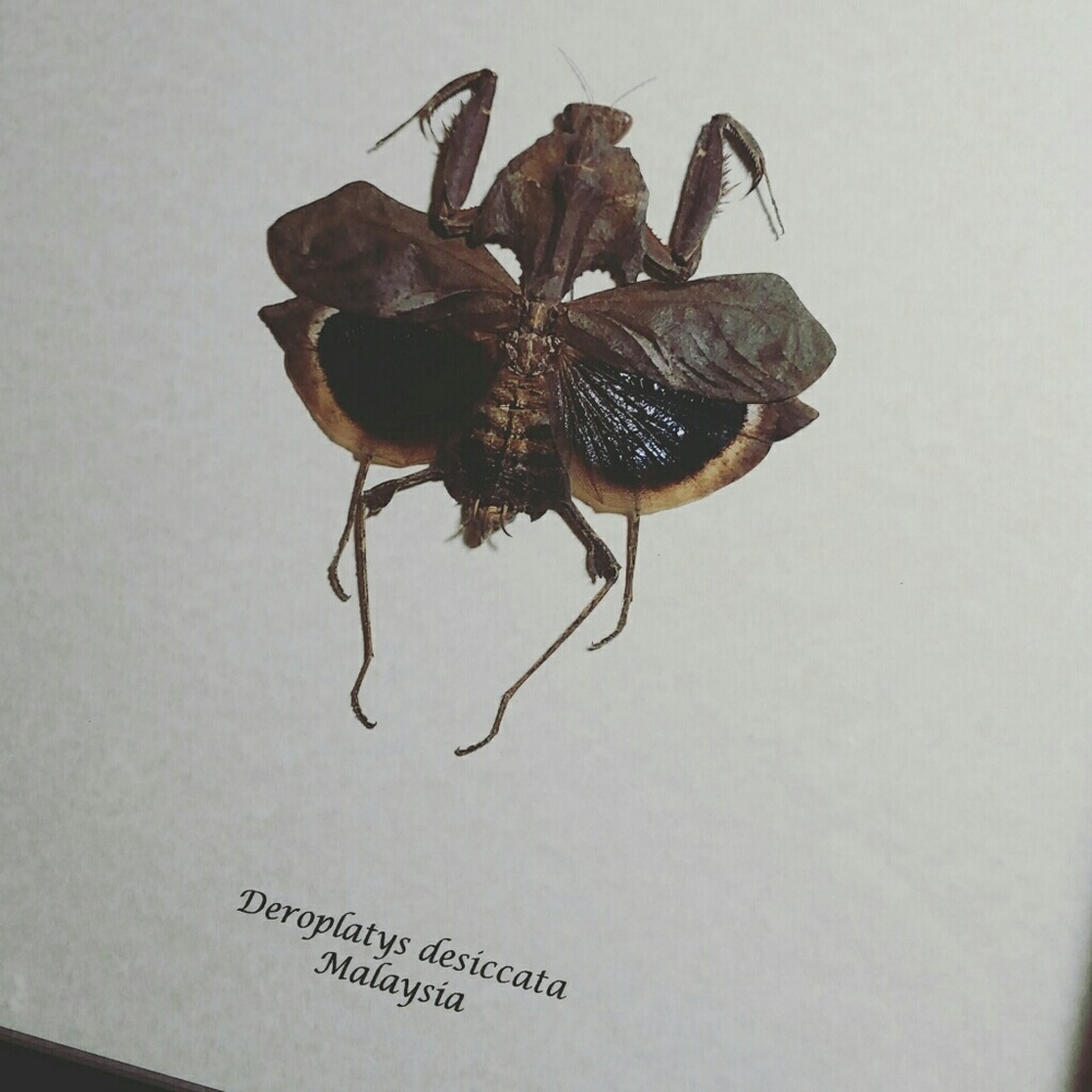 Real exotic framed preying mantis